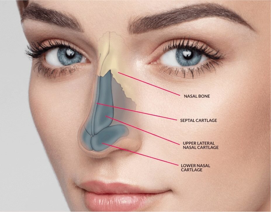 Rhinoplasty in Indore illustrating nasal structure and nose reshaping concept